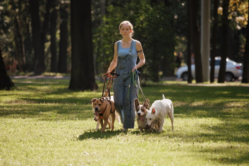 Dog groomer trimming and brushing a small white dog in a pet salon