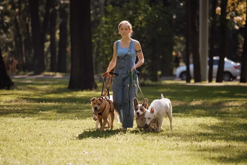 Software de gestionare teren plimbare câini și îngrijire animale