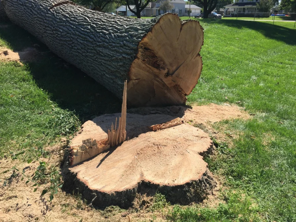 Worker operating stump grinding machine to remove tree stump outdoors