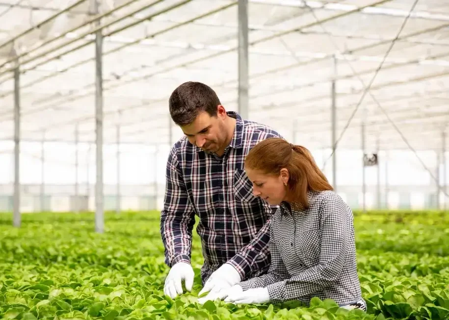 Dedicated teamwork in a vibrant greenhouse, nurturing healthy plants under bright, filtered sunlight.
